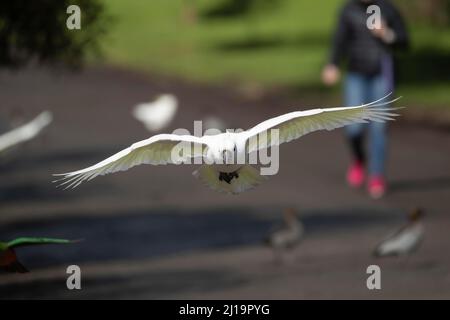 Ausgewachsener Vogel im Flug, Kennet River, Victoria, Australien Stockfoto