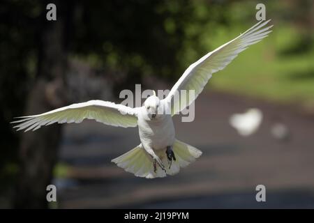 Ausgewachsener Vogel im Flug, Kennet River, Victoria, Australien Stockfoto