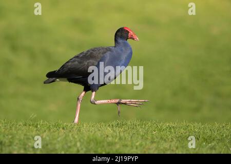 Australasian swamphen (Porphyrio melanotus) adulter Vogel, der auf einem Rasen läuft, Melbourne, Victoria, Australien Stockfoto