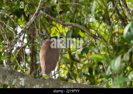 Nankeen Nachtreiher (Nycticorax caledonicus) ausgewachsener Vogel auf einem Baumzweig, Daintree River, Queensland, Australien Stockfoto