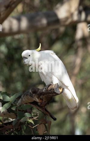 Ein ausgewachsener Vogel in einem Baum, Kennet River, Victoria, Australien Stockfoto