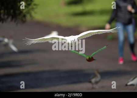 Ausgewachsener Vogel im Flug, Kennet River, Victoria, Australien Stockfoto