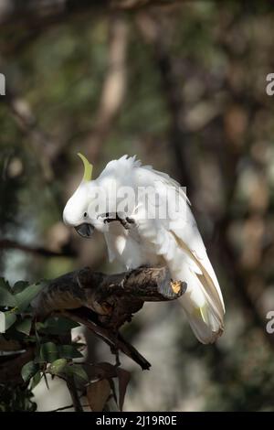 Ein ausgewachsener Vogel mit Schwefel-Haubenkakatoo (Cacatua galerita), der sich in einem Baum aufpflanzt, Kennet River, Victoria, Australien Stockfoto
