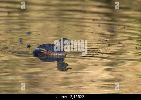 Australasianeiher (Tachybaptus novaehollandiae) erwachsener Vogel im Wintergefieder auf einem See, Melbourne, Victoria, Australien Stockfoto