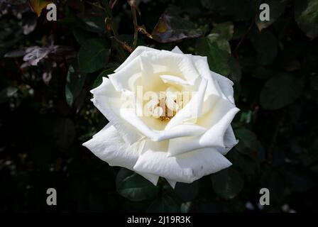 Weiße Strauchrose (Rosa), International Rose Test Garden, Portland, Oregon, USA Stockfoto