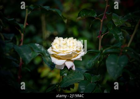 Weiße Strauchrose (Rosa), International Rose Test Garden, Portland, Oregon, USA Stockfoto