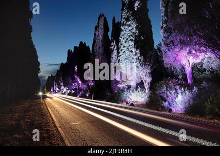 Viale dei Cipressi, berühmte Zypressenallee, in der Nähe von Bolgheri, Maremma, Provinz Livorno, Toskana, Italien Stockfoto