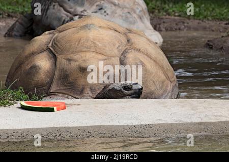 Reptilien / Eine riesige Aldabra Schildkröte, die im Ballarat Wildlife Park in Ballarat Australia gefüttert wird.