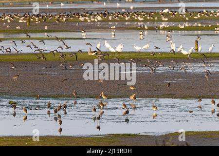 Eurasische Lockenschnecke (Numenius arquata) und eurasischer Löffler (Platalea leucorodia), Gruppe ruhender und schwarzschwänziger Godwit (Limosa limosa), Schwarmflieger Stockfoto