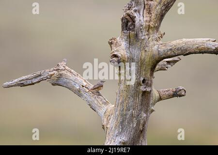 Gewöhnlicher Rottanz (Phoenicurus phoenicurus), Junge auf einem toten Baum sitzend, Texel, Nordholland, Niederlande Stockfoto