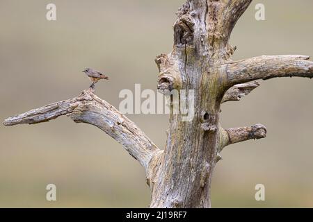 Gewöhnlicher Rottanz (Phoenicurus phoenicurus), Junge auf einem toten Baum sitzend, Texel, Nordholland, Niederlande Stockfoto