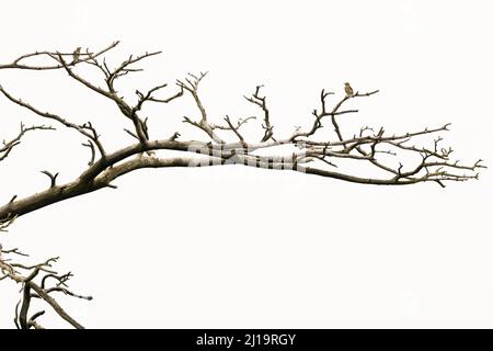 Singdrossel (Turdus philomelos), zwei Erwachsene Vögel, die auf einem toten Baum sitzen, JuodkrantÄ, Kurische Nehrung, Klaipeda, Litauen Stockfoto