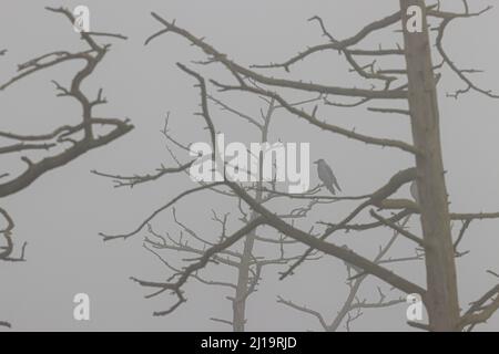 Krähe mit Kapuze (Corvus cornix), sitzend in einem toten Baum mit Nebel, JuodkrantÄ, Kurische Nehrung, Klaipeda, Litauen Stockfoto