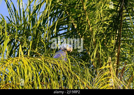 Hyazinthara (Anodorhynchus hyazinthus) auf einer Palme sitzend, Pantanal, Mato Grosso, Brasilien Stockfoto