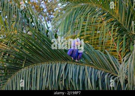 Hyazinthara (Anodorhynchus hyazinthus) auf einer Palme sitzend, Pantanal, Mato Grosso, Brasilien Stockfoto