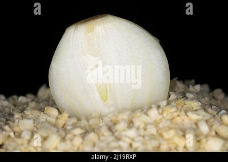 Halbierte frische Zwiebel auf gefriergetrockneten Zwiebelflocken liegend, Studiofotografie mit schwarzem Hintergrund Stockfoto