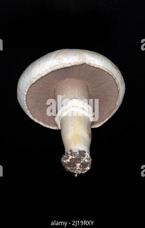 Frisch geernteter weißer Pferdepilz (Agaricus arvensis), Studiofoto mit schwarzem Hintergrund Stockfoto