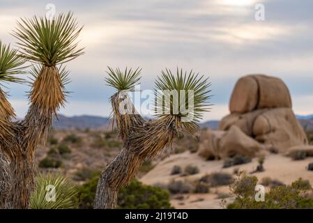 Joshua Tree National Park Landschaft am späten Nachmittag, vor Sonnenuntergang. Stockfoto