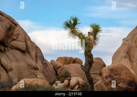 Einzigartige Aussicht im Joshua Tree National Park im Herbst, Herbst, vor Sonnenuntergang Stockfoto