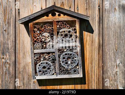 Insektenhotel an Holzwand, schräg hängend, Wolfhausen, Schweiz Stockfoto