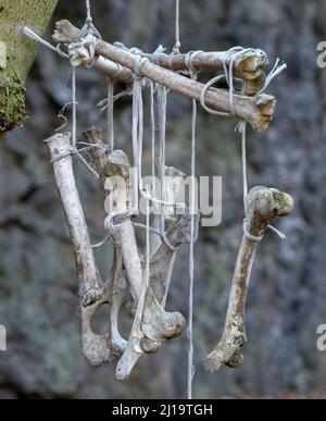 Tierknochen hängen am Seil vom Baum im Wald. Knochen-Wind-Glockenspiel. Traumfänger. Stockfoto