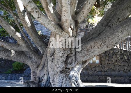 Ermita de la Immaculada Concepcion, Bergdorf Masca im Teno-Gebirge, Masca, Masca, Teneriffa, Spanien Stockfoto