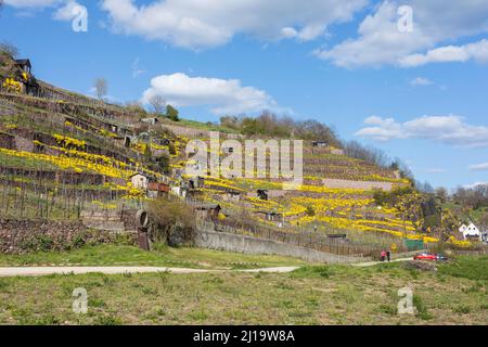 Blühendes Bergmadwort (Alyssum montanum) an Wänden in einem Weinberg, Weinberge am Niederauer Dorfbach und die Katzenstufen, Meißen, Sachsen Stockfoto