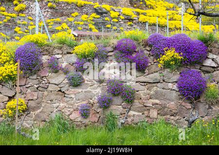 Blühendes Bergmadwort (Alyssum montanum) und Aubrietas (Aubrieta) an Wänden in einem Weinberg, Weingärten am Niederauer Dorfbach und Katzenstufen Stockfoto