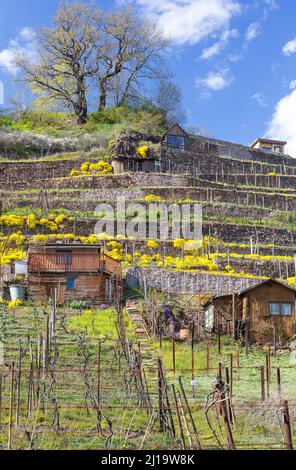 Blühendes Bergmadwort (Alyssum montanum) an Wänden in einem Weinberg, Weinberge am Niederauer Dorfbach und die Katzenstufen, Meißen, Sachsen Stockfoto