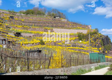 Blühendes Bergmadwort (Alyssum montanum) an Wänden in einem Weinberg, Weinberge am Niederauer Dorfbach und die Katzenstufen, Meißen, Sachsen Stockfoto