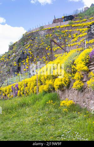 Blühendes Bergmadwort (Alyssum montanum) an Wänden in einem Weinberg, Weinberge am Niederauer Dorfbach und die Katzenstufen, Meißen, Sachsen Stockfoto