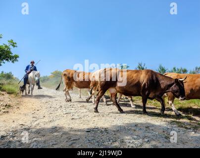 Ein Vaquero mit seinen Kühen auf der Weide in Galicien auf dem Camino Frances des Camino di Santiago, Galicien, Spanien Stockfoto