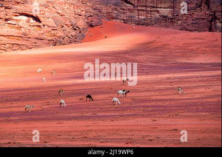 Die Kamele (Camelus dromedarius) in der Wadi Rum Wüste. Jordanien. Stockfoto