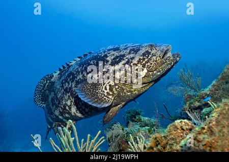 Atlantischer goliath-Zackenbarsch (Epinephelus itajara) oder Jewels, die über dem Korallenriff schwimmen, Jardines de la Reina National Park, Karibisches Meer, Camagueey und Stockfoto