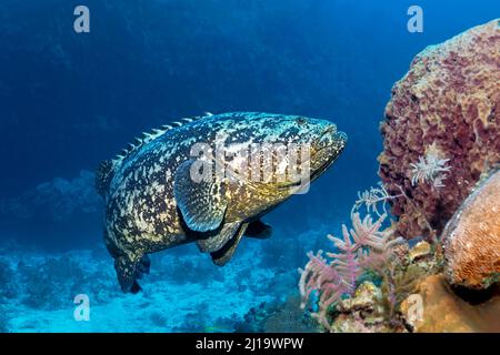 Atlantischer goliath-Zackenbarsch (Epinephelus itajara) oder Jewels, die über dem Korallenriff schwimmen, Jardines de la Reina National Park, Karibisches Meer, Camagueey und Stockfoto