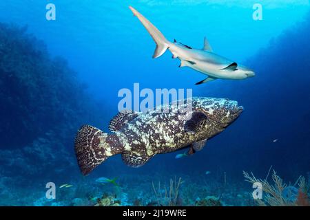 Atlantischer goliath-Zackenbarsch (Epinephelus itajara) oder über dem Korallenriff schwimmende Juweliere, karibischer Riffhai (Carcharhinus perezi), Jardines de la Reina Stockfoto
