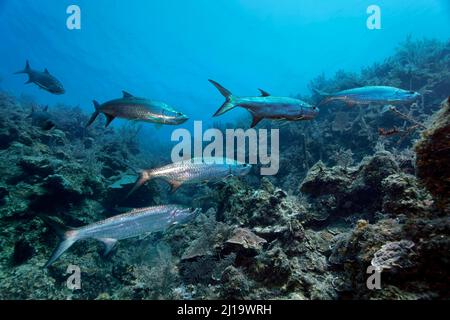 Ein Schwarm atlantischer Tarpon (Megalops atlanticus) schwimmt über dem Korallenriff, dem Nationalpark Jardines de la Reina, dem Karibischen Meer, Camagueey und Ciego de Stockfoto