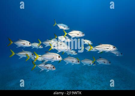 Schwarm von Bigeye trevally oder West Atlantic Carangidae schwimmen im offenen Meer über einem sandigen Boden, Jardines de la Reina National Park, Karibisches Meer Stockfoto