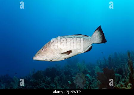 Schwarzer Zackenbarsch (Mycteroperca bonaci), Schwimmen über Korallenriff, Jardines de la Reina National Park, Karibisches Meer, Camagueey und Ciego de Avila Stockfoto