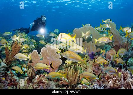 Taucher mit Blick auf ein typisches karibisches Korallenriff mit intakter Population verschiedener Weichkorallen, Venusfan, Giant Slit-Pore Sea Rod (Plexaurella-Nutans) Stockfoto