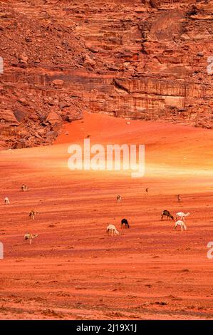 Die Kamele (Camelus dromedarius) in der Wadi Rum Wüste. Jordanien. Stockfoto