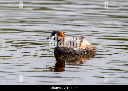 Zwergtaucher (Tachybaptus ruficollis) schwimmen und jagen an einem sonnigen Frühlingstag in einem kleinen Teich Stockfoto