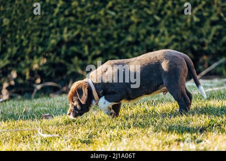 Ein brauner gemischter Labrador Retriever und ein australischer Schäferhund auf einem Gras im Garten Stockfoto