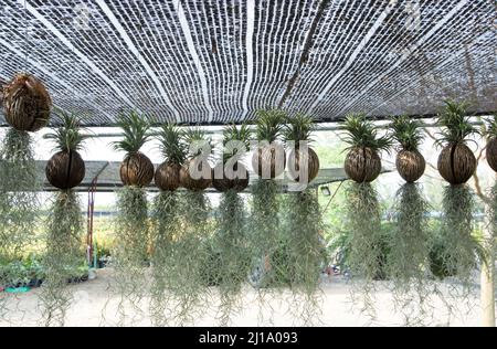 Viele der Tillandsia usneoides hängen am Dry Suicide Baum unter der schwarzen schrägen. Stockfoto