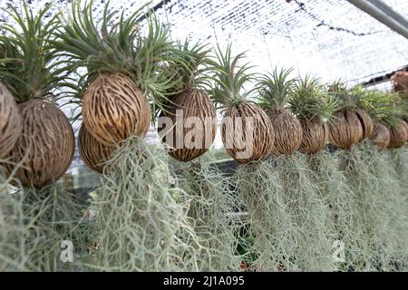 Viele der Tillandsia usneoides hängen am Dry Suicide Baum unter der schwarzen schrägen. Stockfoto