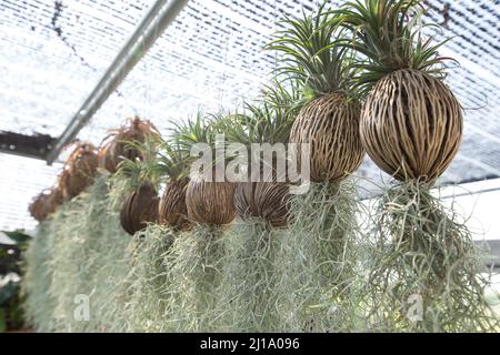 Viele der Tillandsia usneoides hängen am Dry Suicide Baum unter der schwarzen schrägen. Stockfoto