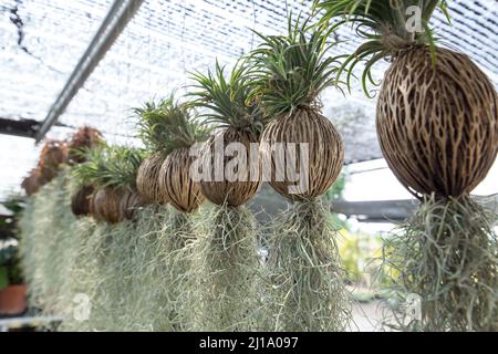 Viele der Tillandsia usneoides hängen am Dry Suicide Baum unter der schwarzen schrägen. Stockfoto