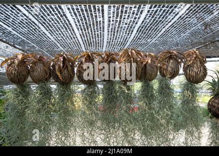 Viele der Tillandsia usneoides hängen am Dry Suicide Baum unter der schwarzen schrägen. Stockfoto