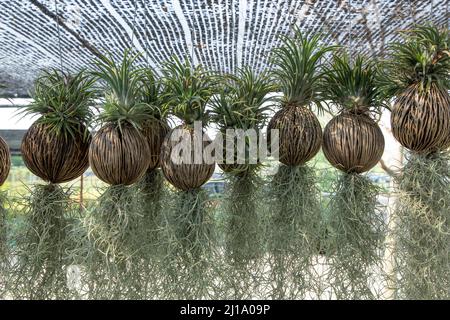 Viele der Tillandsia usneoides hängen am Dry Suicide Baum unter der schwarzen schrägen. Stockfoto