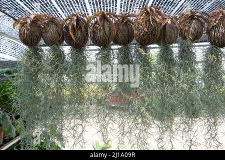 Viele der Tillandsia usneoides hängen am Dry Suicide Baum unter der schwarzen schrägen. Stockfoto